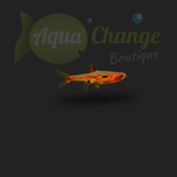 Rasbora Merah