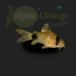Corydoras panda