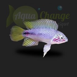 Apistogramma borellii