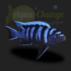 Cynotilapia afra