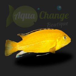 Labido jaune (Labidochromis caeruleus)