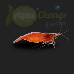 Red Cherry (Neocaridina davidi var red)