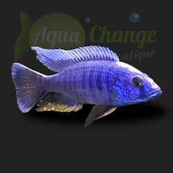 Sciaenochromis fryeri (ex Ahli)