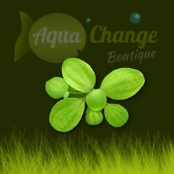 Laitue d'eau (Pistia stratiotes)