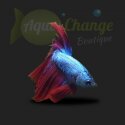 Betta Splendens mâle (combattant)