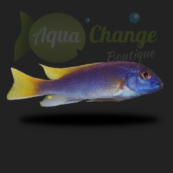 Pseudotropheus acei