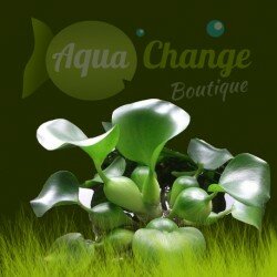 Jacinthe d'eau (Eichhornia crassipes)