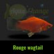 Platy
