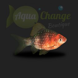 Barbus nigro (Puntius nigrofasciatus)