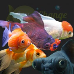 achat en ligne de poissons japonais