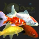 Poisson rouge et autres carassins