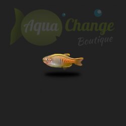 Danio Choprae