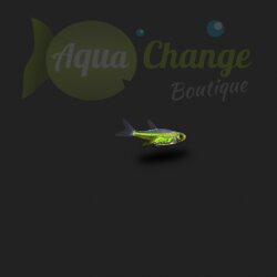 Microdevario kubotai