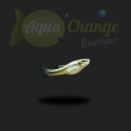 Heterandria formosa (Poisson moustique)