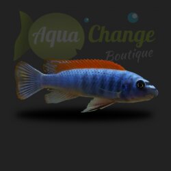 Labeotropheus trewavasae
