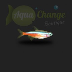 Achat en ligne de Cardinalis (Paracheirodon axelrodi)