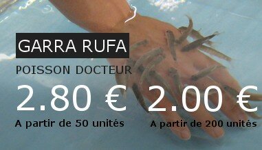 Vente de Garra rufa (poisson docteur)