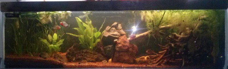 Aquarium de Corydoras
