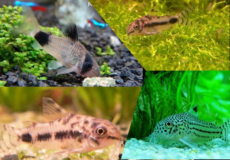 Corydoras