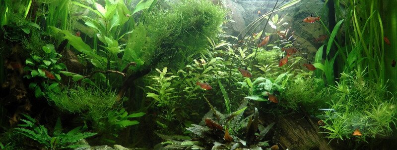 Aquarium amazonien