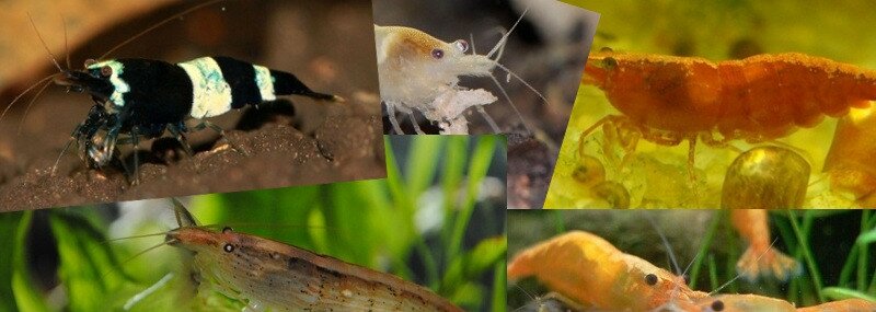 Les crevettes disponibles pour l'aquariophilie