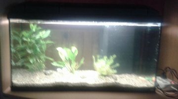100l poissons japonnais