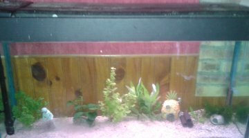200l Guppys + red cherry