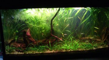 Low-tech amazonien 96L
