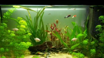 100 l
