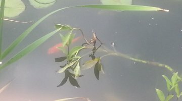 bassin
