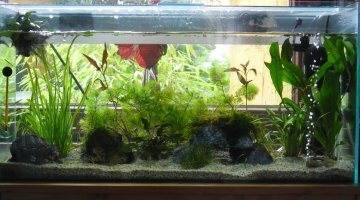 70 litres en préparation