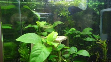 Nano 20L Betta Splendens