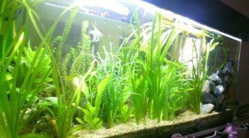 300 litres plantes