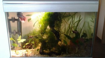54L, 4 betta