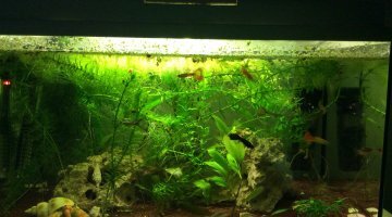 Guppy 50l