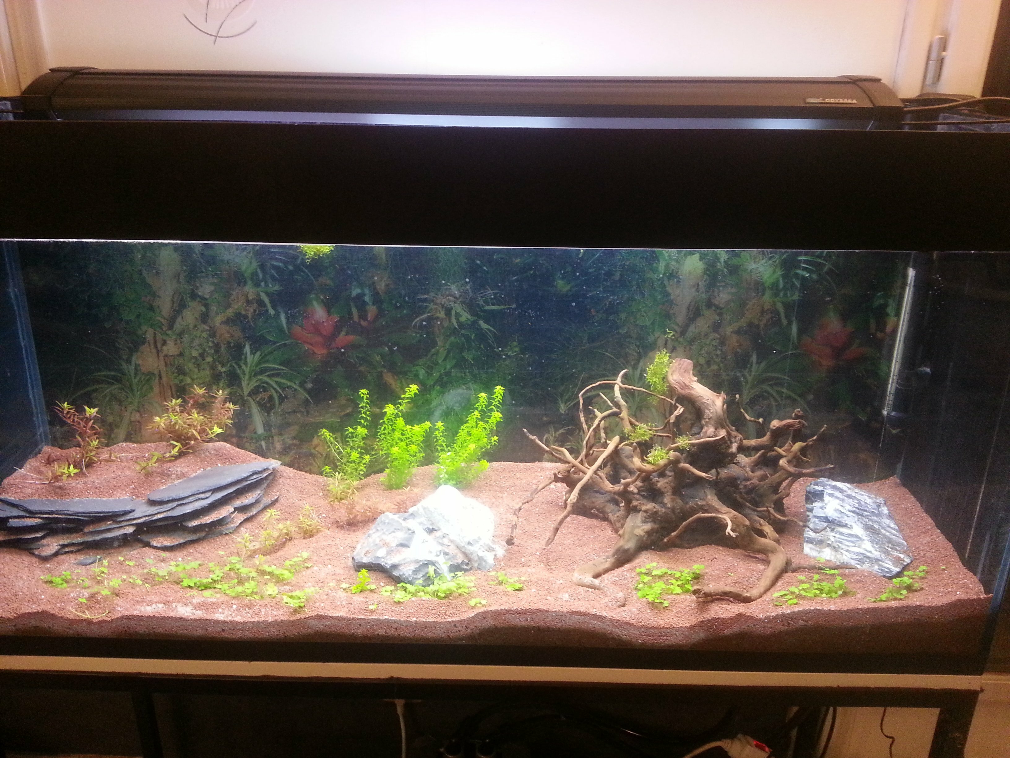 aquarium 300 litres d'eau douce