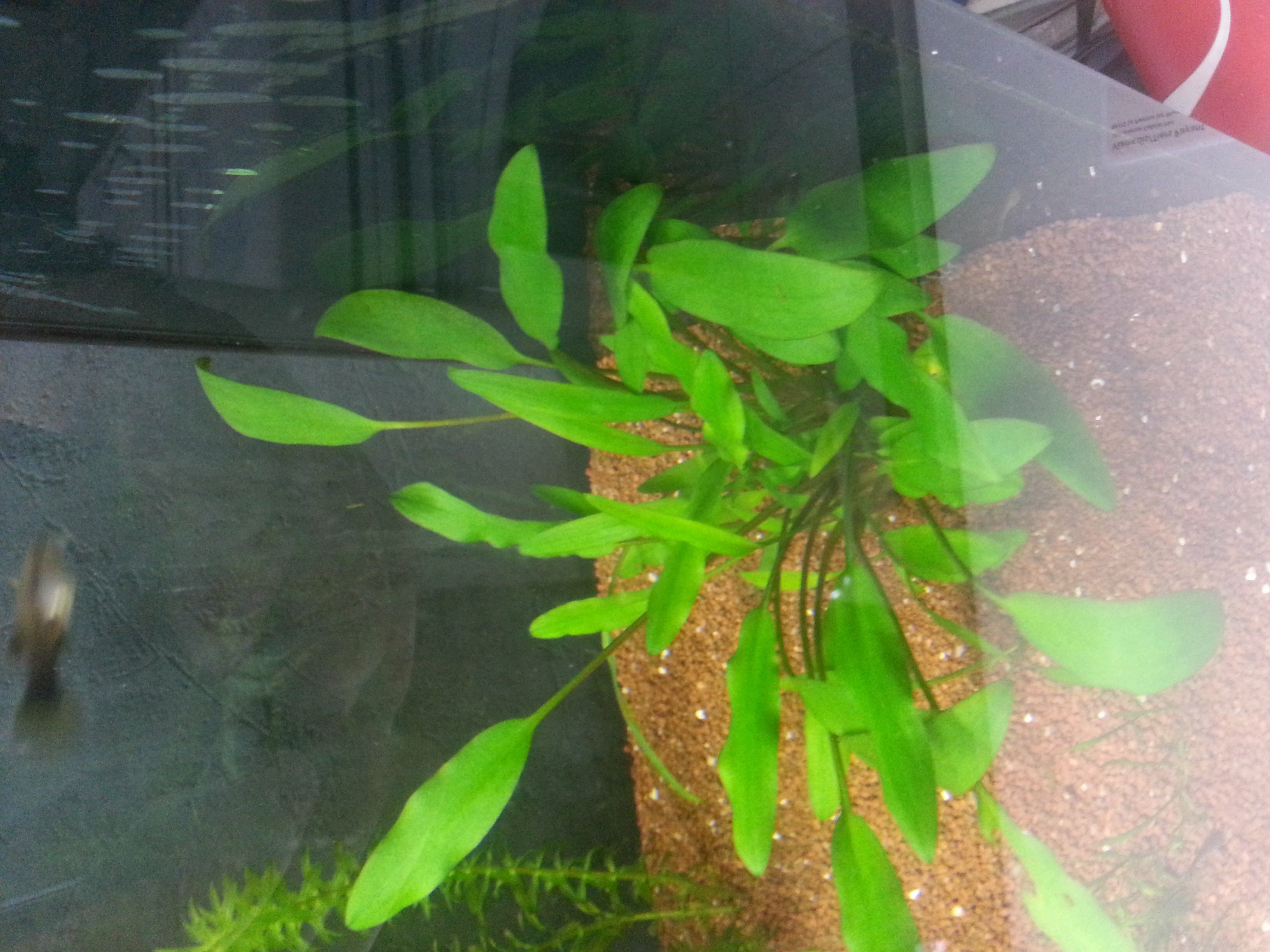 Cryptocoryne Lutea dans l'aquarium de 300 litres