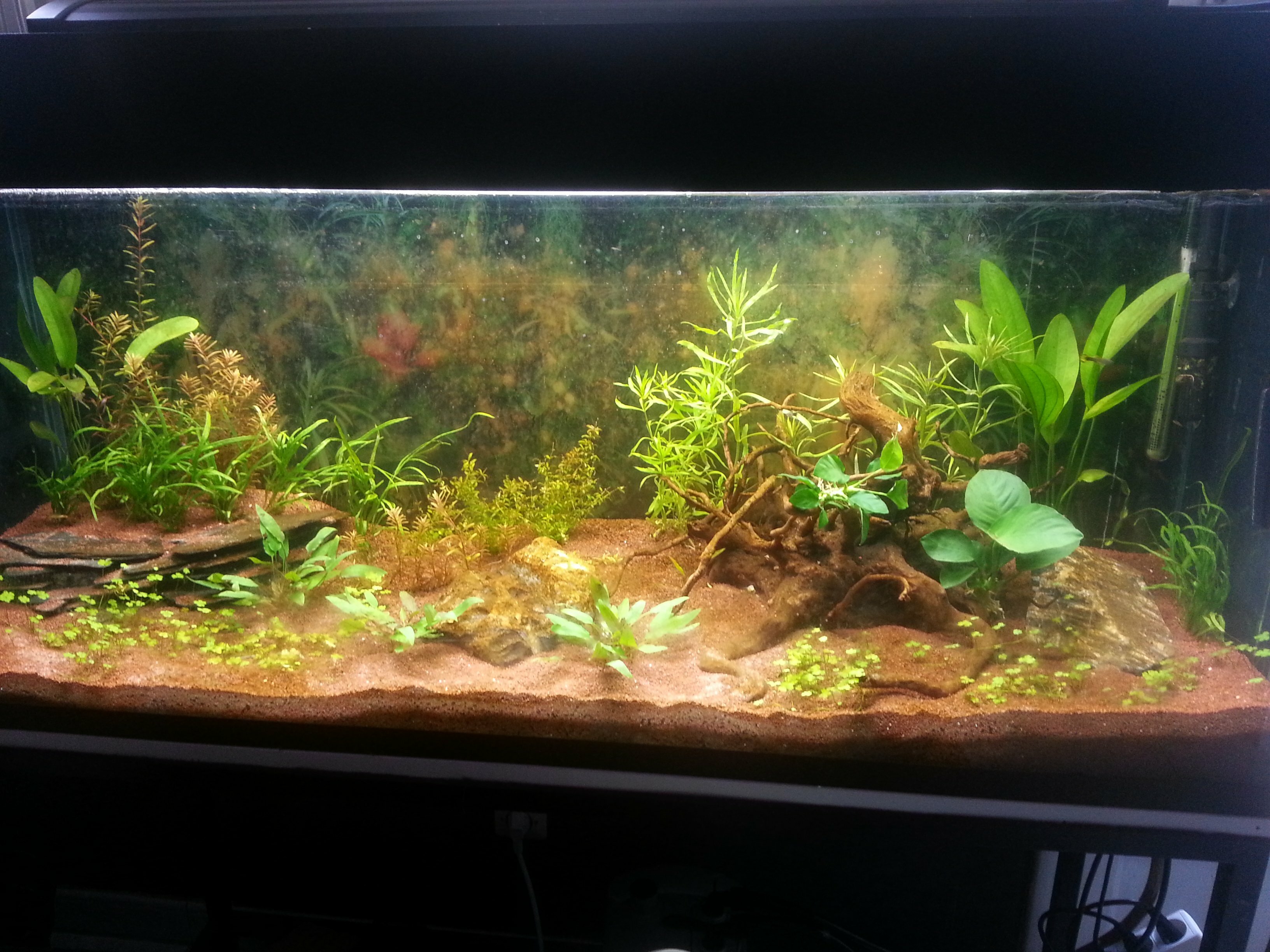 aquarium 300 litres planté