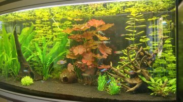 180l Amazonien