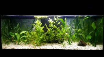 100L communautaire
