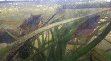 120 litres gourami low tech