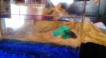 Betta Splendens.