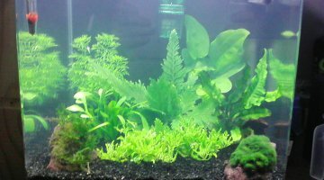 Nano 30 litre spéciale crevette