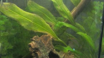 Nano 30l cap lopez