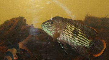 Aequidens Rivulatus
