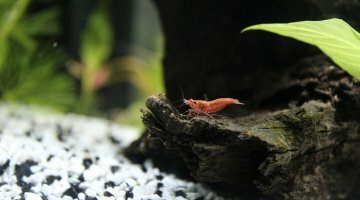 1er aquarium 54 L