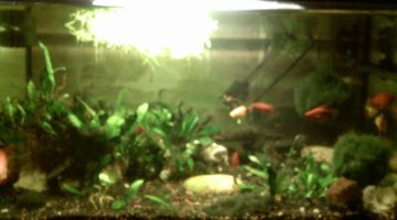 corail and co