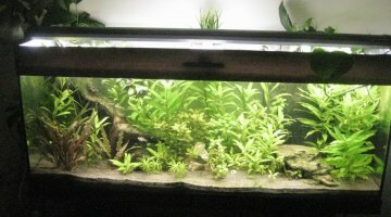 240L asiatique