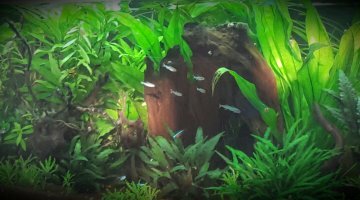 Rio 180 amazonien