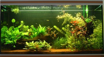 350 litres Amazonien